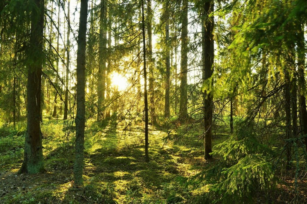 Sommar sverige